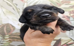 Teckel (korthaar)  honden te koop: De allermooiste dwergteckel pupjes!! - Afbeelding 11