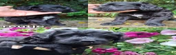Labradoodle honden te koop: Labradoodle pups in 't Harde - Advertentie 6