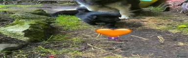 Oranje bandje