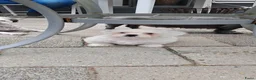 Malshi honden te koop: Ons Eerste nestje malshi  - Advertentie 3