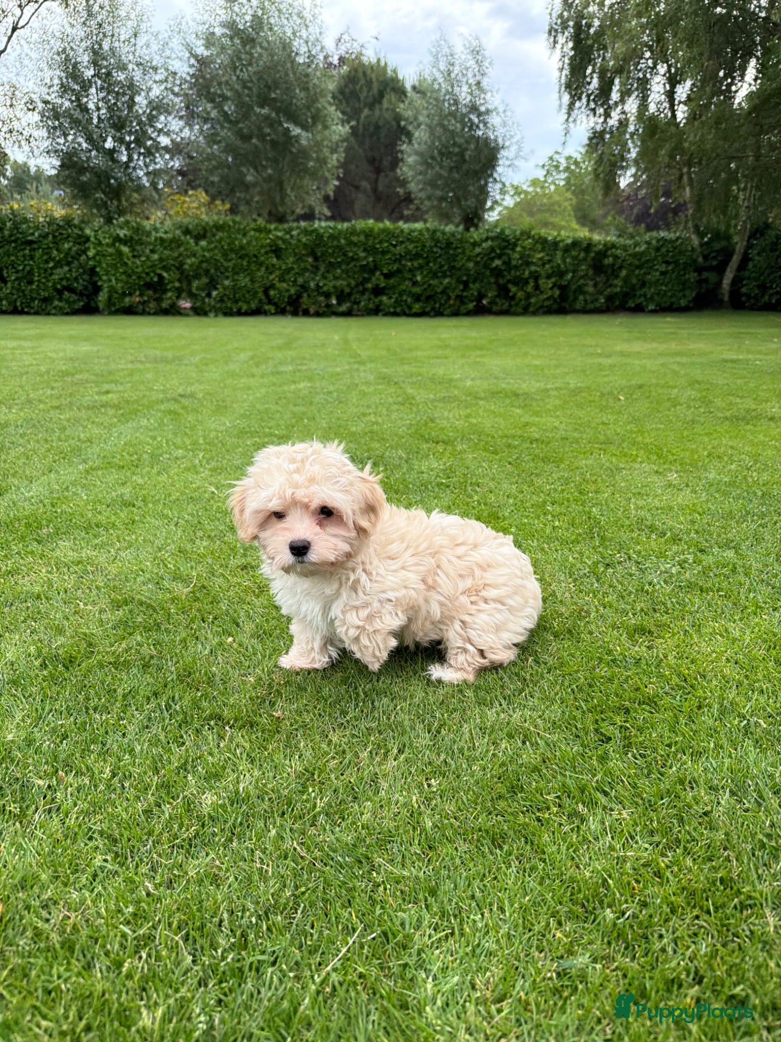 Maltipoo honden Maltipoo (Maltezer x Poedel) pups - Advertentie 2