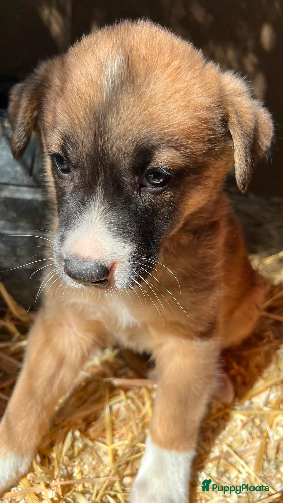 Kruising honden ter adoptie: conan wat een schatje hij zoekt een vriend  - Advertentie 10