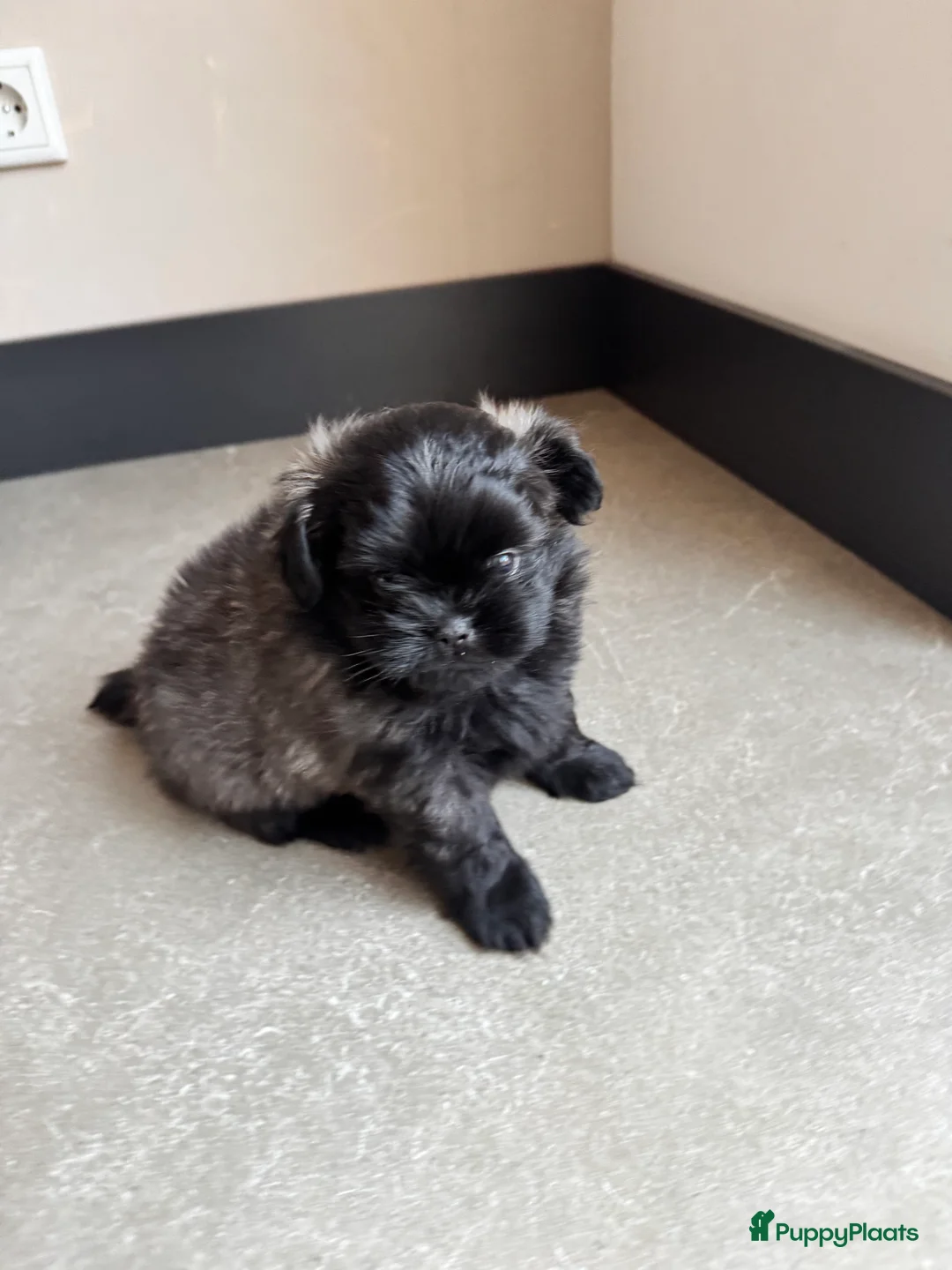 Kruising honden te koop: Mooie Shih tzu x pomeriaan pups in Zwolle - Advertentie 12