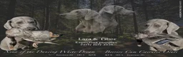 Weimarse Staande Hond korthaar honden te koop: Prachtige Weimaraner pups - Advertentie 4