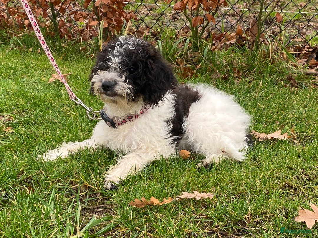 Maltipoo honden te koop: Leuk maltipoo teefje  - Advertentie 2