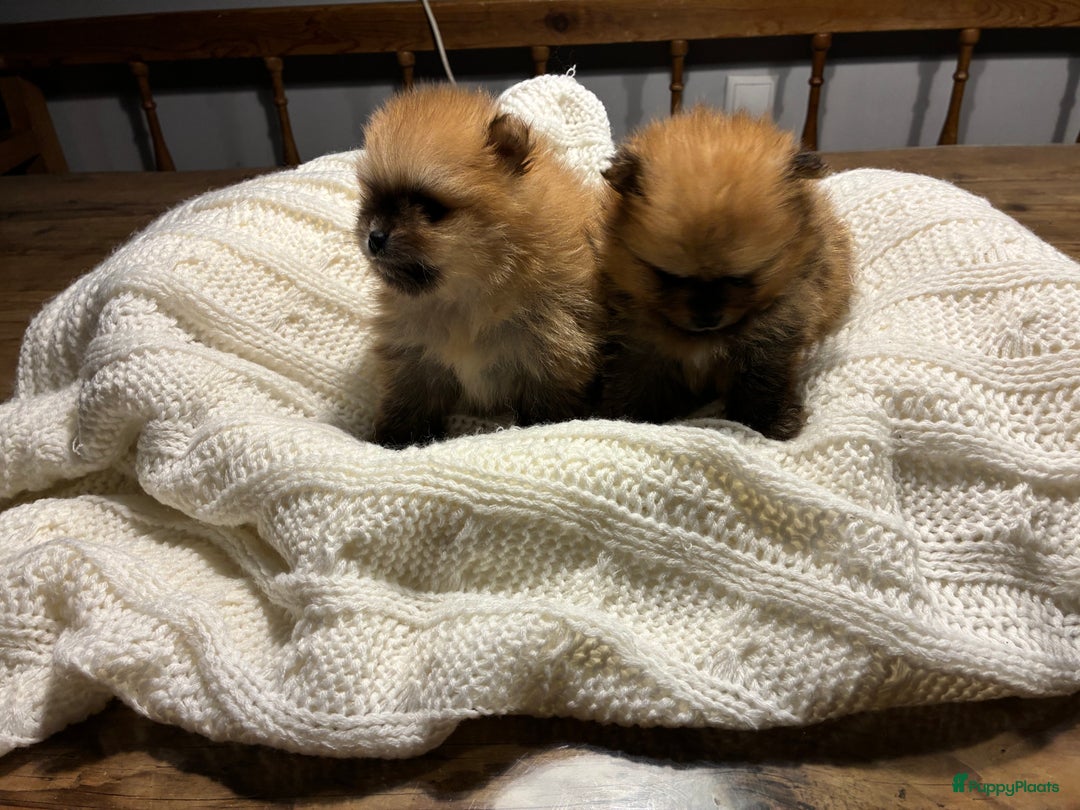 Pomeriaan honden te koop: 3 schattige Pomeriaan pups orange sable 5 wk - Advertentie 5