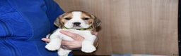 Beagle honden te koop: Prachtige Beagle pups - Advertentie 7