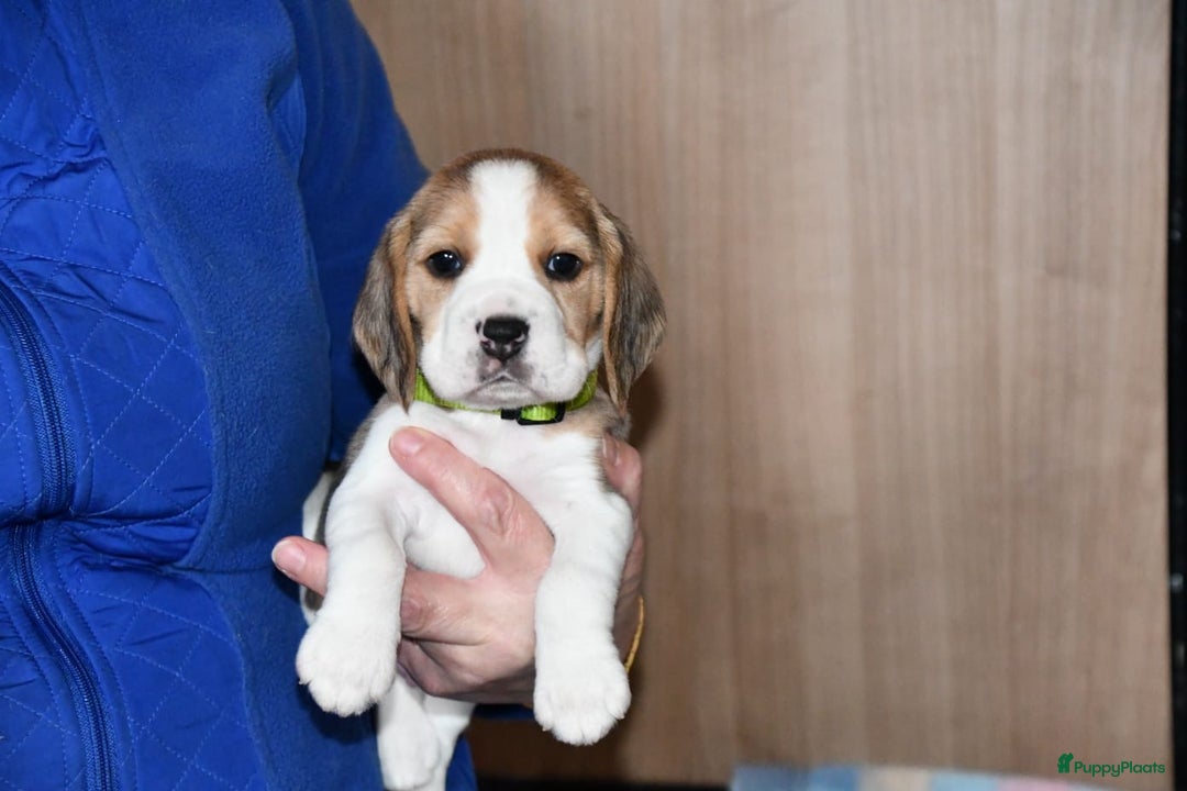 Beagle honden te koop: Prachtige Beagle pups - Advertentie 7