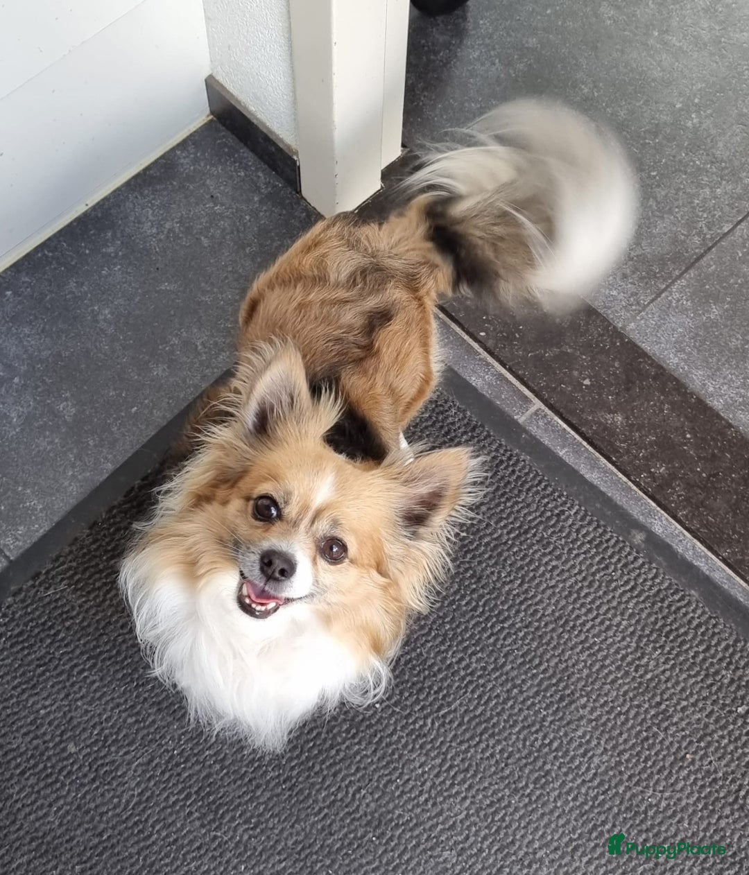 Kruising honden te koop: Kruising Boomer chihuahua !!nog twee beschikbaar!! - Advertentie 21