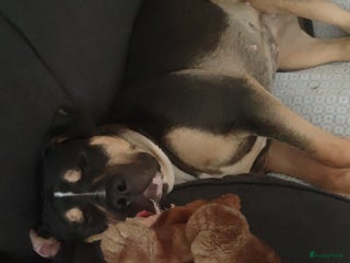 Amerikaanse Bully honden Lieve Amerikaanse bully XL - Advertentie 1