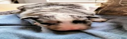 Australian Shepherd honden te koop: Super leuke Ausie pups - Advertentie 10