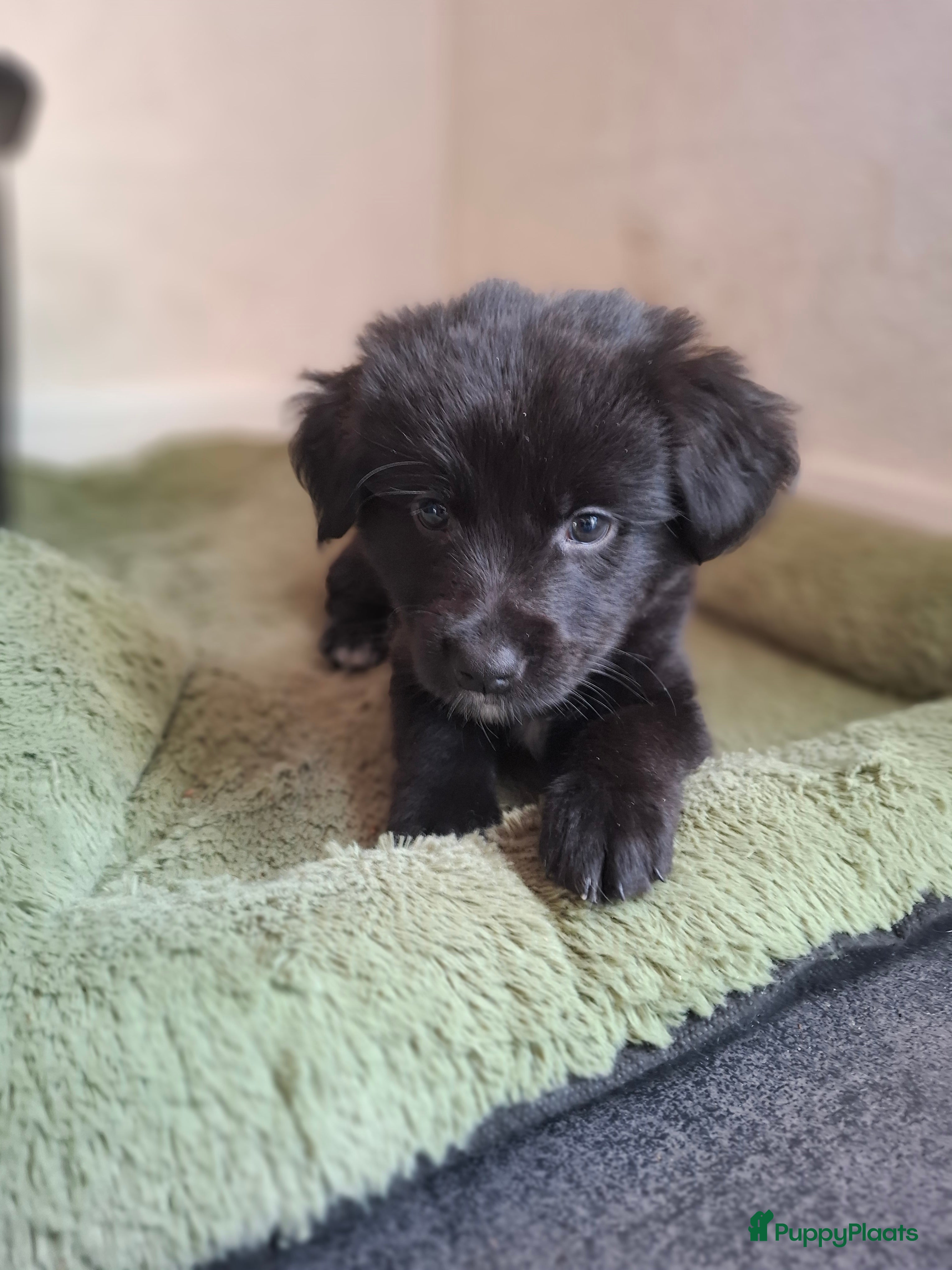 Kruising honden Sociale Boulab pups Labrador x benner Senner.  - Advertentie 1