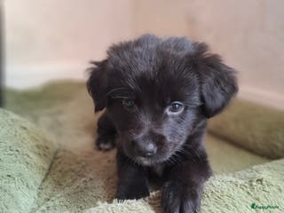 Kruising honden Sociale Boulab pups Labrador x benner Senner. - Advertentie 1