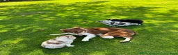 Australian Shepherd honden te koop: Puppy for sale due to allergies - Advertentie 4