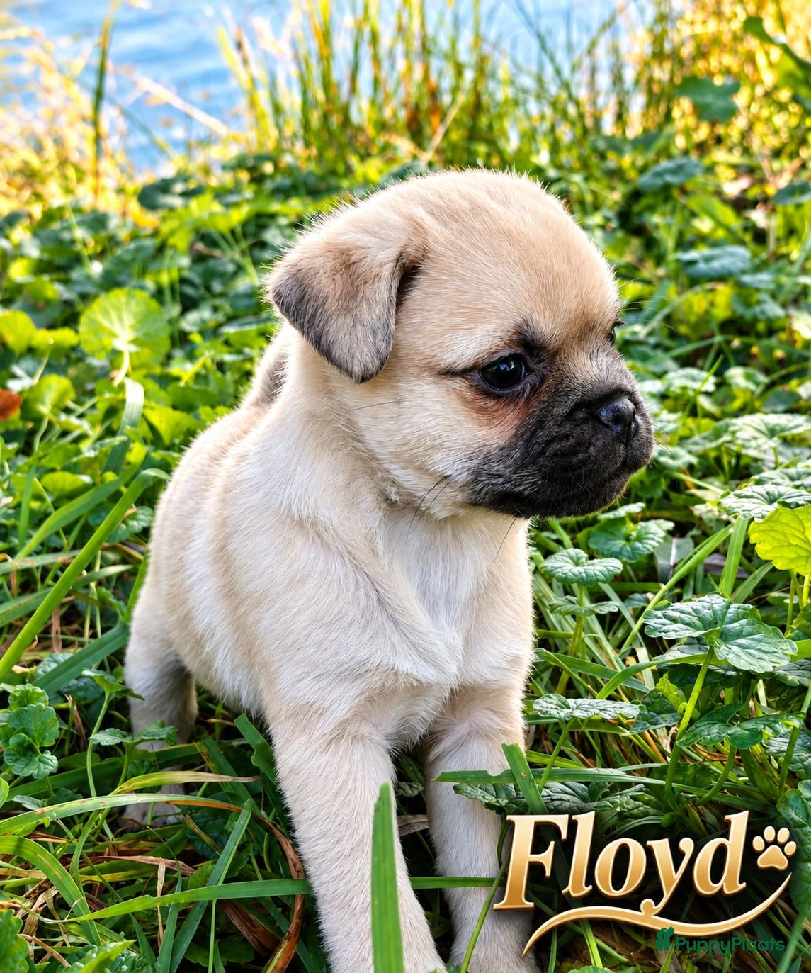 Retromops honden te koop: Prachtige Retromops puppy's  - Advertentie 2