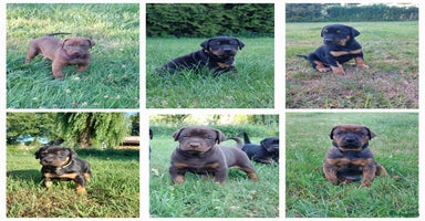 Dobermann honden - Advertentie 14