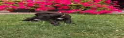 Kruising honden te koop: Unieke leuke kruising Labrador Boxer x Boxer pups. - Advertentie 16
