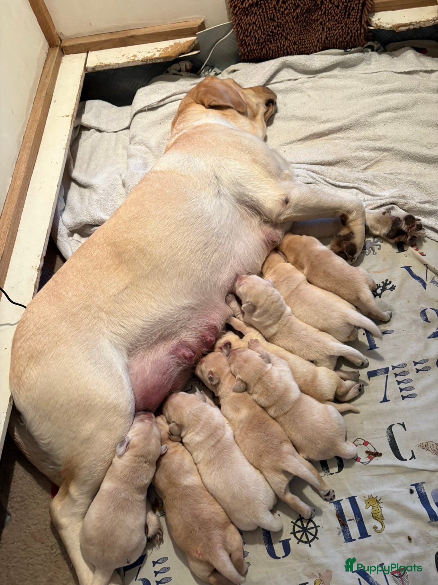 Labrador Retriever honden Blonde Labrador Pups 1/26 - Advertentie 2