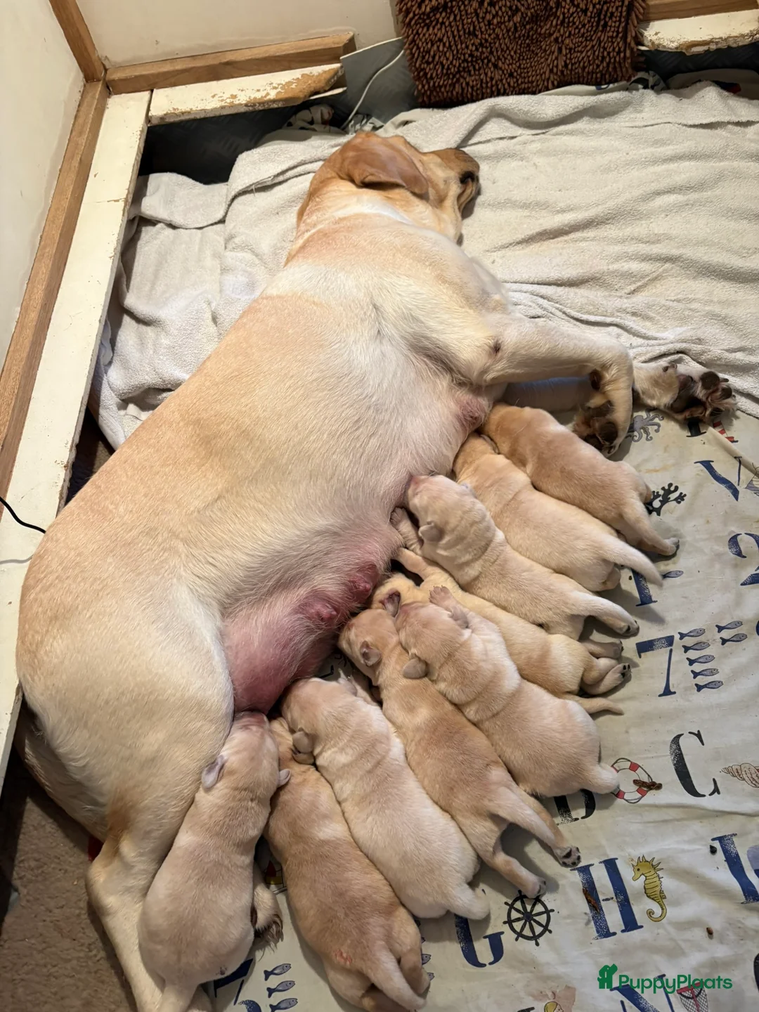 Labrador Retriever honden te koop: Blonde Labrador Pups 1/26 - Advertentie 2