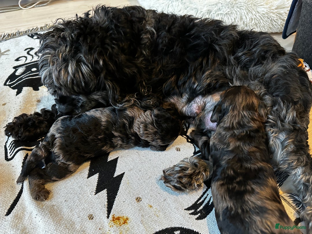 Cockapoo honden te koop: Health-Checked Mini Cockapoo Litter - Advertentie 8