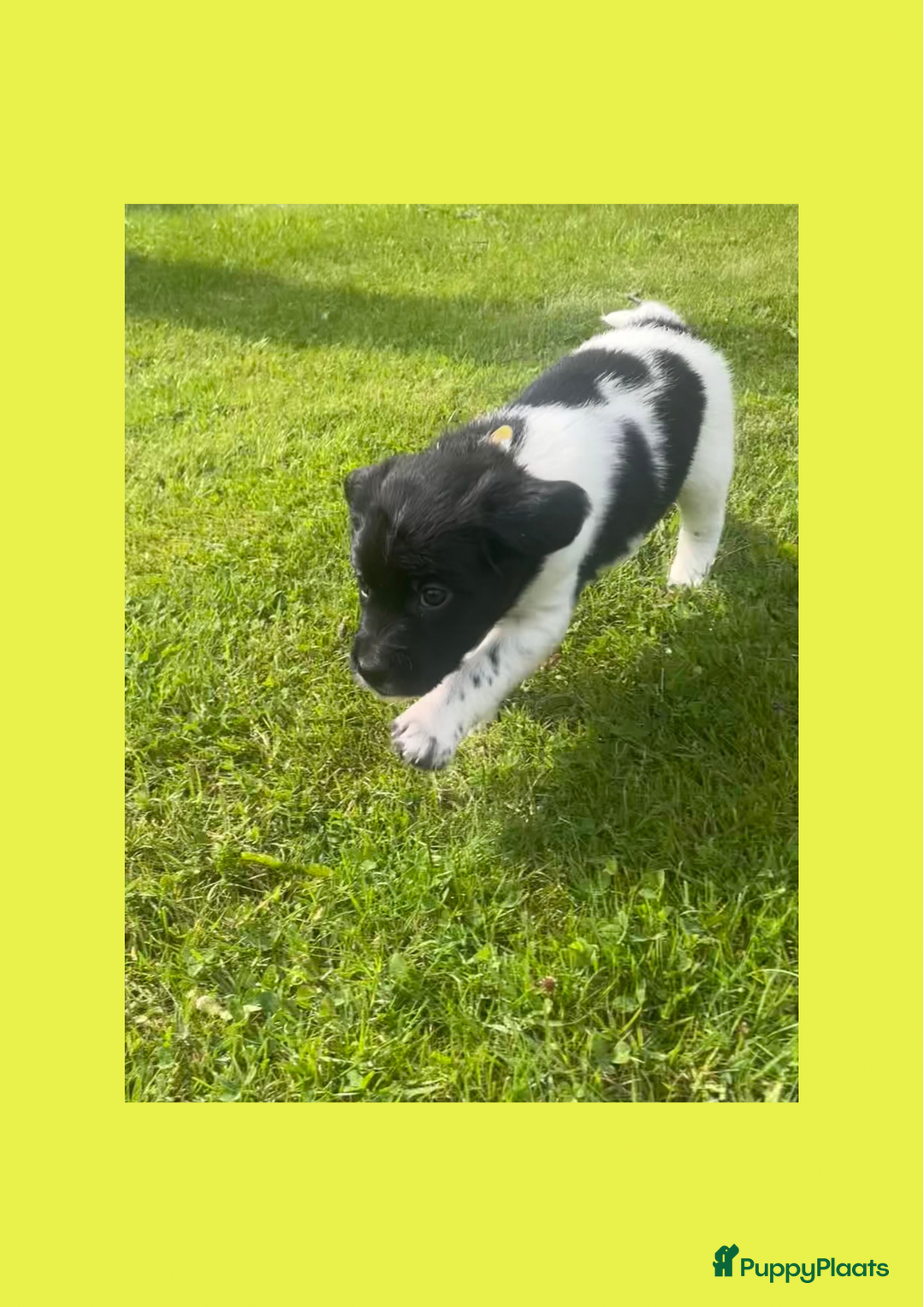 Friese Stabij honden te koop: Lieve Stabij pups met een vleugje Kelpie - Afbeelding 8