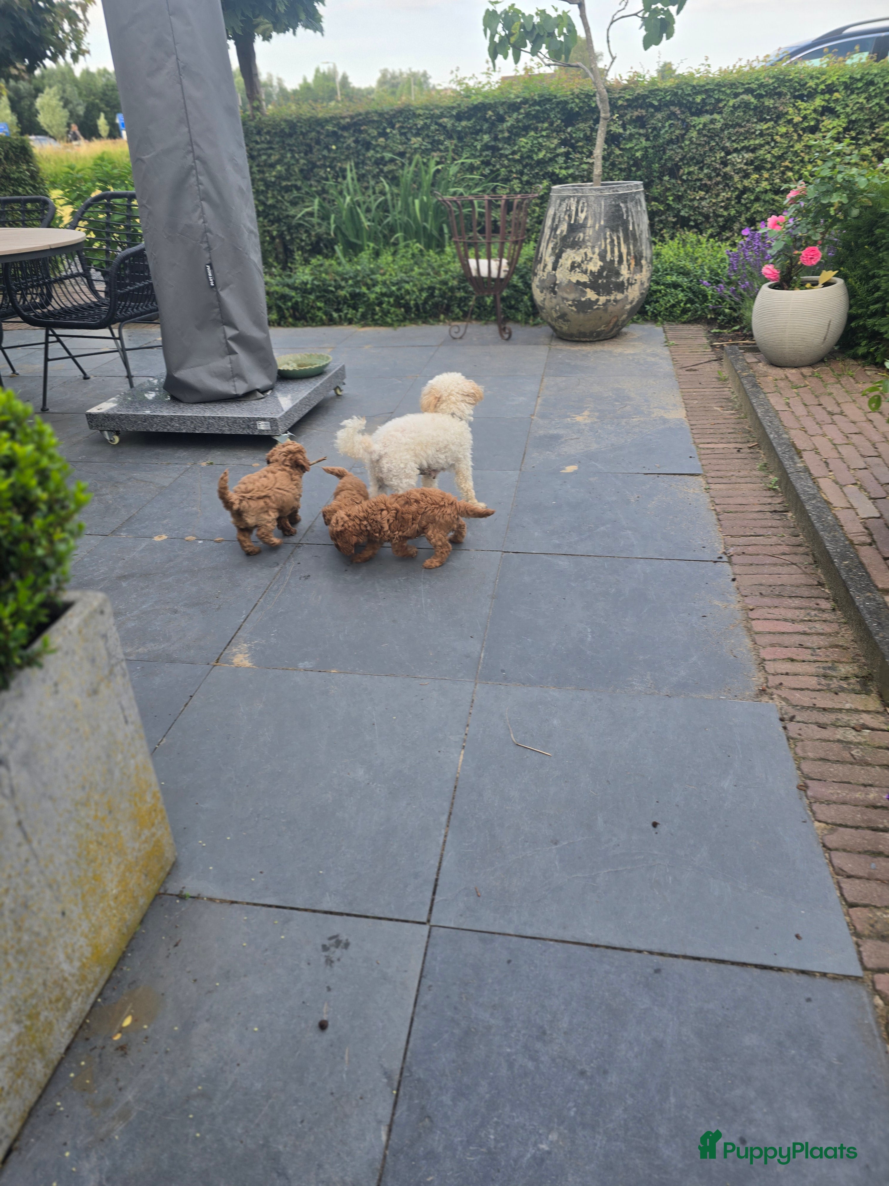 Poedel Toy honden Toypoedel pup - Advertentie 2