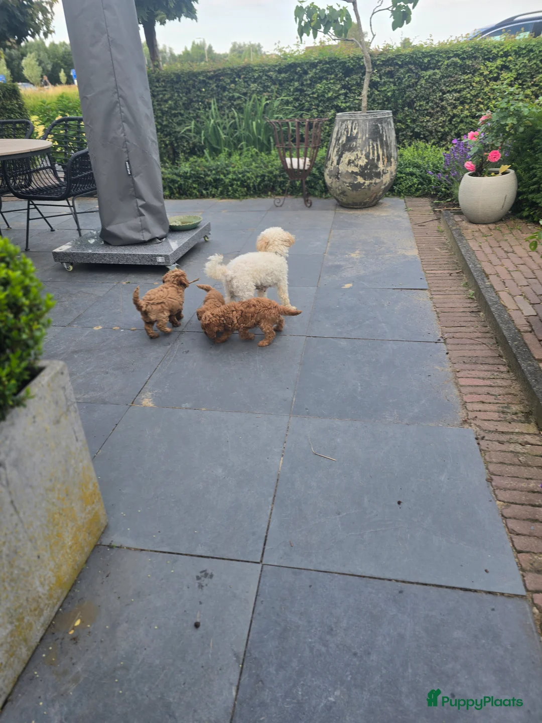 Poedel Toy honden te koop: Toypoedel pup in Langbroek - Advertentie 2