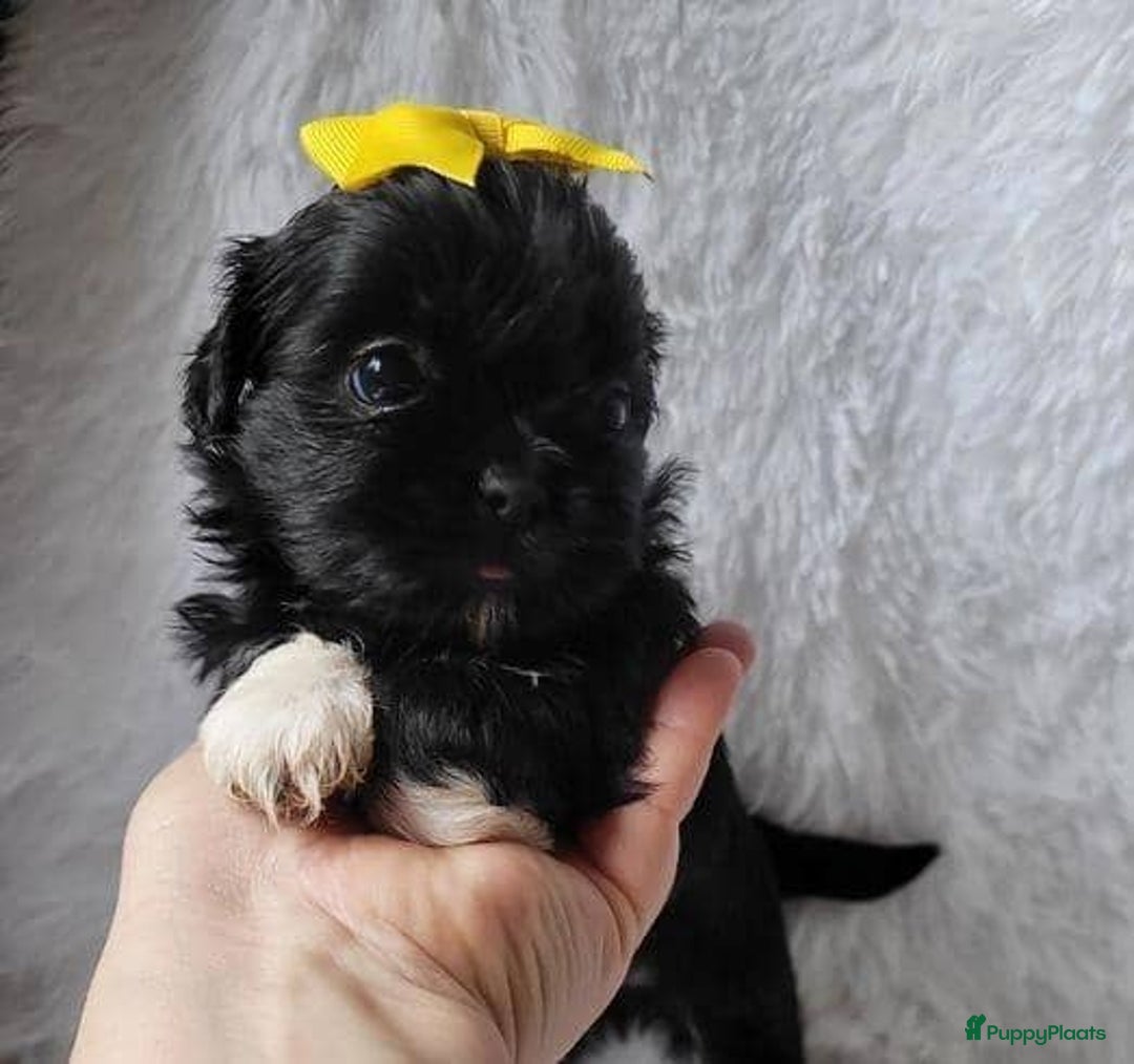 Shih Tzu honden te koop: Imperial Shih Tzu pups te koop - Advertentie 10