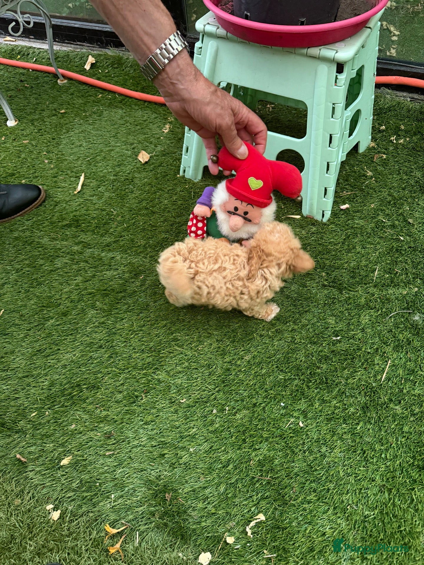 Poedel Toy honden Drie toy poedel pupjes  - Advertentie 2