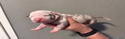 Amerikaanse Bully honden te koop: Mooie bully’s  - Advertentie 5