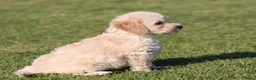 Maltipoo honden te koop: Knappe Maltipoo pups. - Advertentie 11