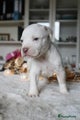 Amerikaanse Bully Puppy 2