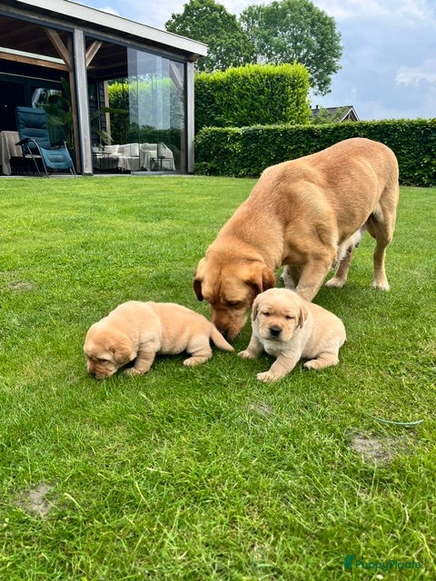 Labrador Retriever honden labrador  Pup Blond(teefje) - Advertentie 2