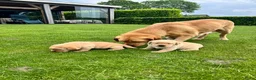 Labrador Retriever honden te koop: labrador pup bruin (reutje) Pup Blond(teefje) - Advertentie 6