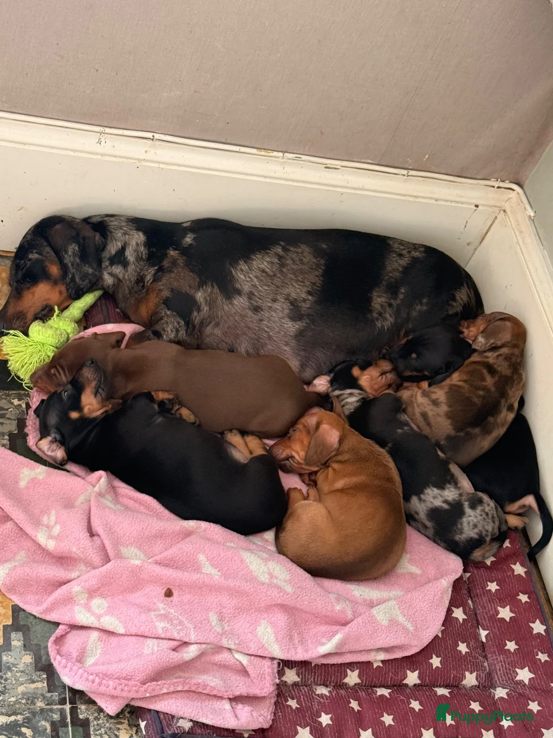 Dwergteckel honden te koop: Dwergteckel pups - Advertentie 1