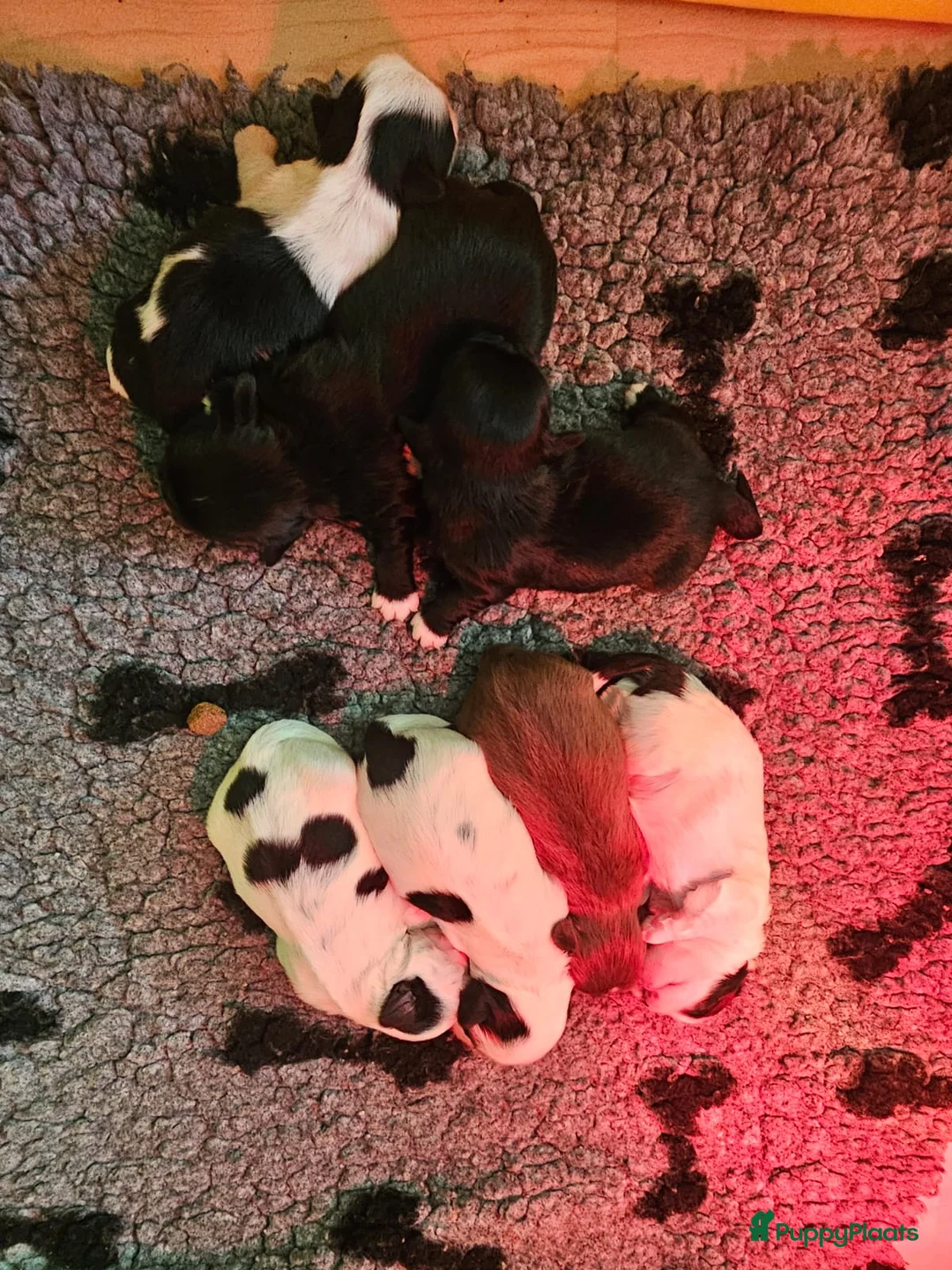 Kruising honden te koop: Boomer pups - Advertentie 17