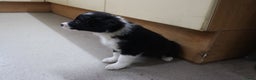 Border Collie honden te koop: Super Schattige border collie pups te koop - Advertentie 7