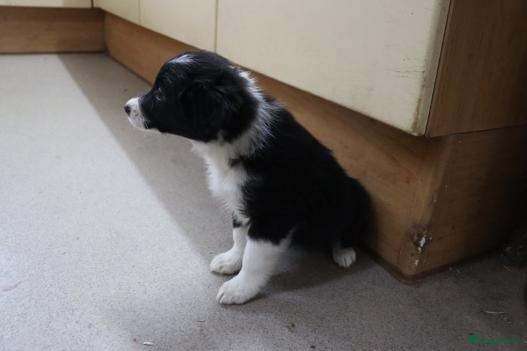 Border Collie honden te koop: Super Schattige border collie pups te koop - Advertentie 7
