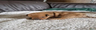 Dwergpinscher Puppy 2