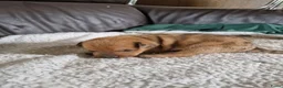 Dwergpinscher honden te koop: Dwergpinschers pups te koop - Advertentie 14
