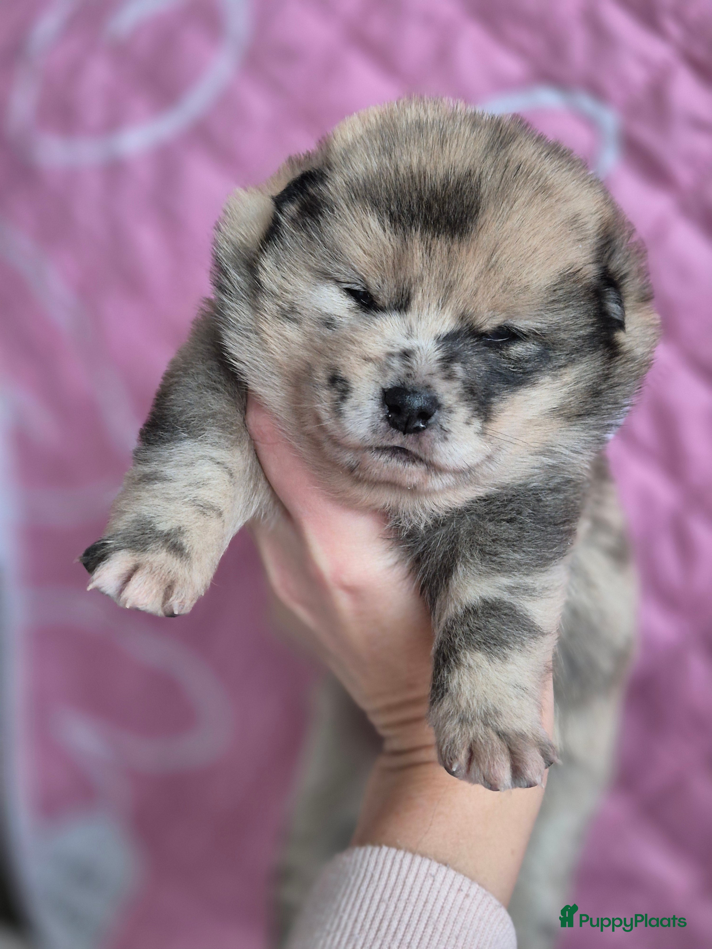 Kruising honden Prachtige Pomsky x Shiba pups - Advertentie 2