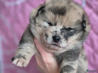 Kruising honden Prachtige Pomsky x Shiba pups - Advertentie 14