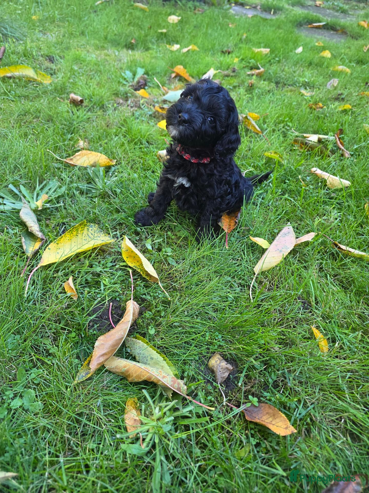 Labradoodle honden Mini labradoodle pups - Advertentie 2