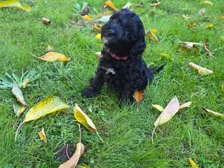 Labradoodle honden Mini labradoodle pups - Advertentie 2