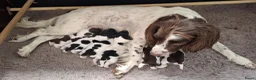 Engelse Springer Spaniel honden te koop: Engelse springer Spaniël  - Advertentie 3