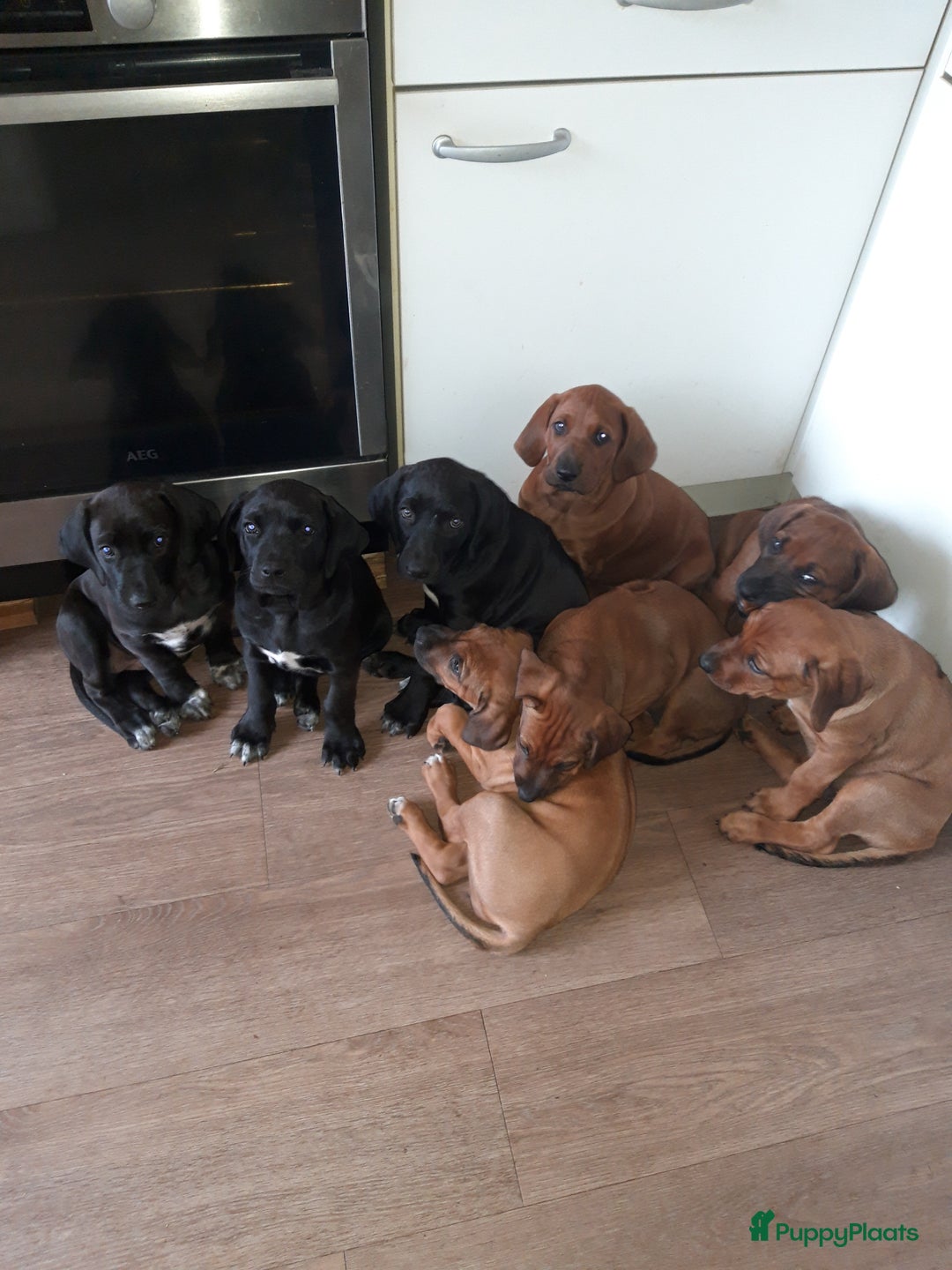 Rhodesian Ridgeback honden te koop: "Prachtige kruising Rhodesians"  in Bavel - Afbeelding 29