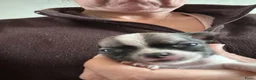 Chihuahua honden te koop: Korthaar chihuahuapups - Advertentie 10