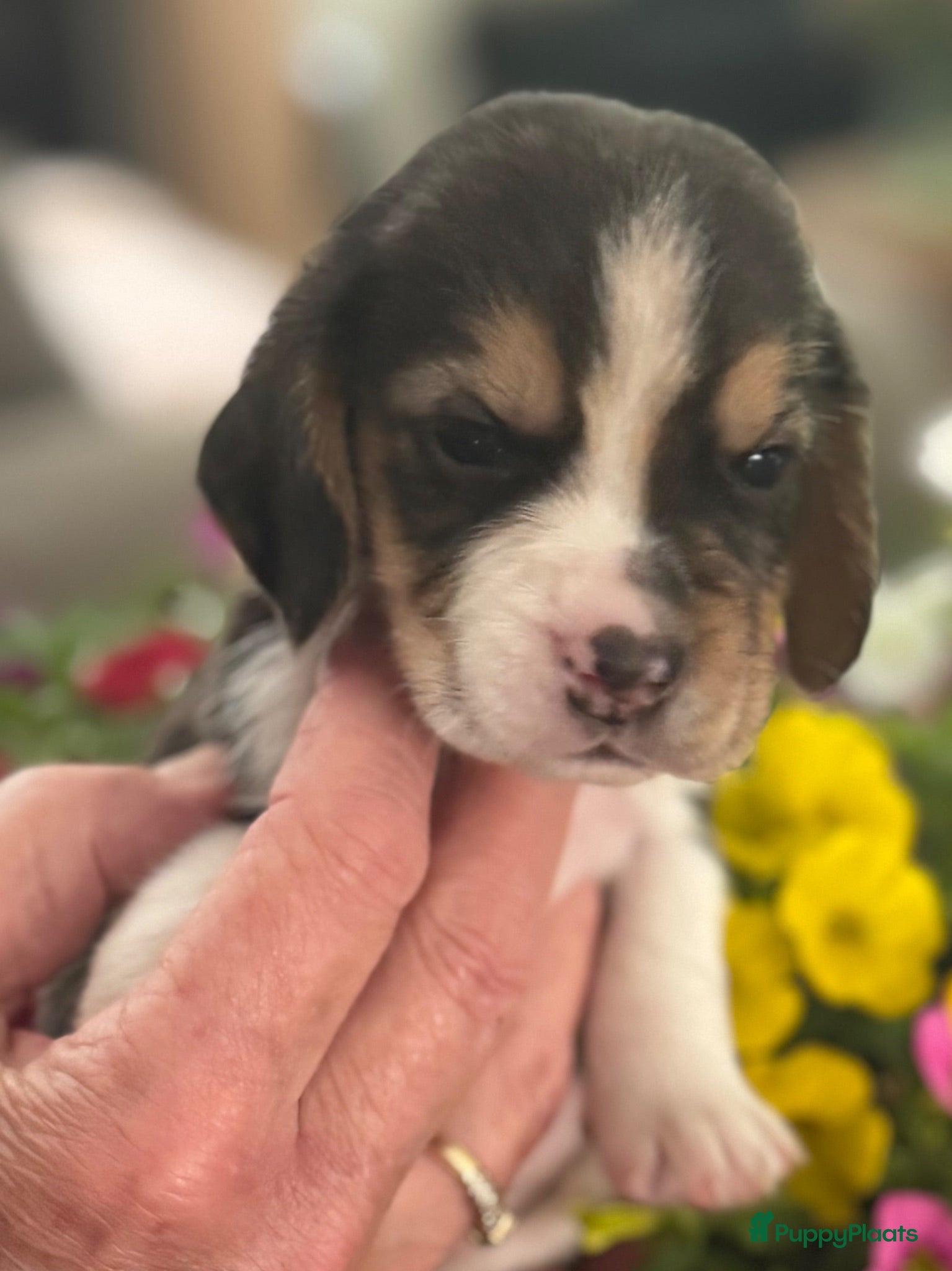Beagle honden Beaglepups geboren!!! - Advertentie 2