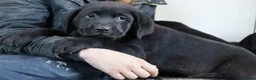 Labrador Retriever honden te koop: Hele lieve labrador pups te koop! - Advertentie 17