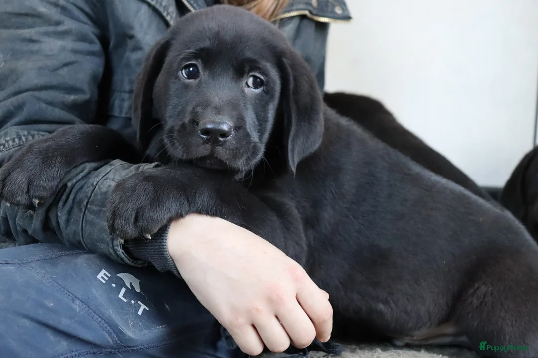 Labrador Retriever honden te koop: Hele lieve labrador pups te koop! - Advertentie 17